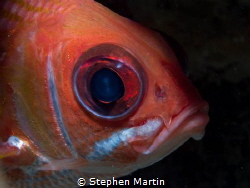 We see these guys all the time.Glass eyed by Stephen Martin 